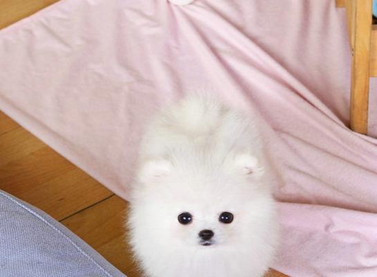 如何确定1岁博美犬的饮食量（宠物养护）