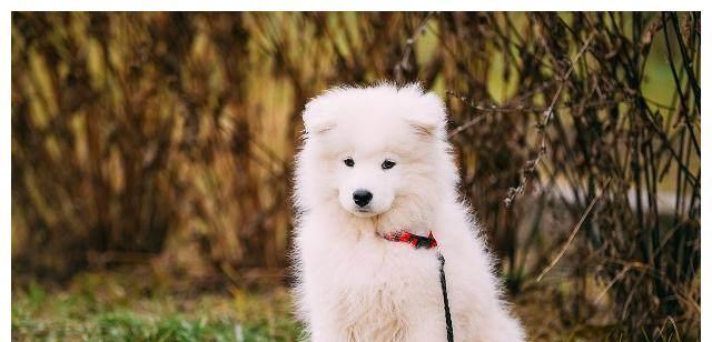 白色毛发狗的品种介绍(认识这些拥有纯白毛发的可爱犬种)