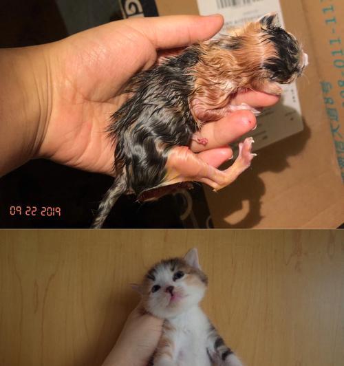 被流浪小猫抓出红痕的经历(从流浪小猫到宠物)