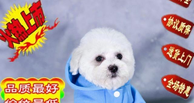 比熊犬的蔬菜饮食（让你的比熊犬更健康的蔬菜选择）