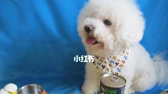 病毒袭来，我家比熊犬打喷嚏不止（一只宠物的感冒经历）