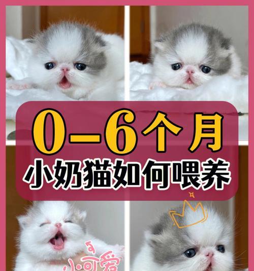 不喂奶小猫怎么喂养(解救无奶小猫的喂养方法)