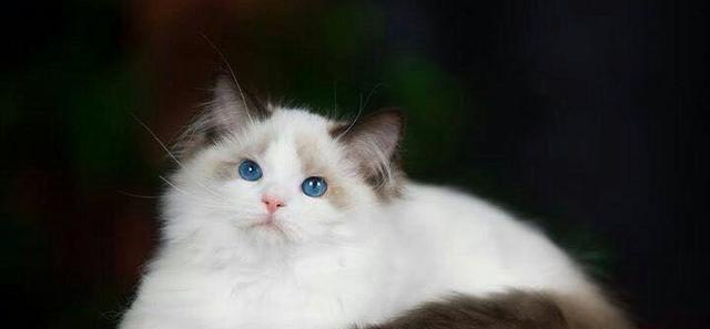 布偶猫价格高的原因(探究布偶猫价格的内在原因和外在因素)