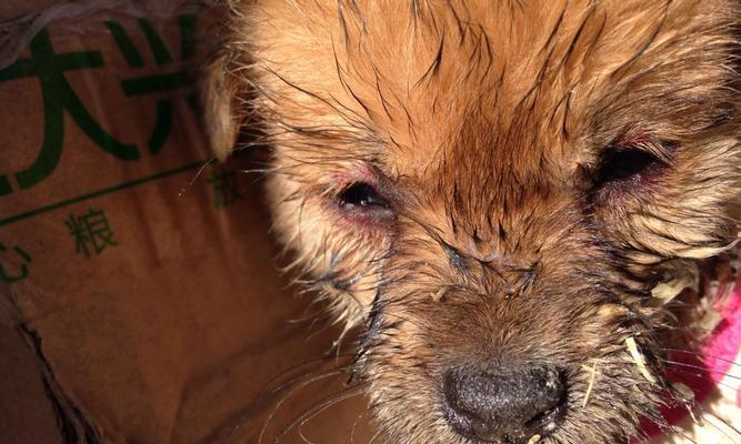 成年犬瘟的治疗方法(以宠物为主)