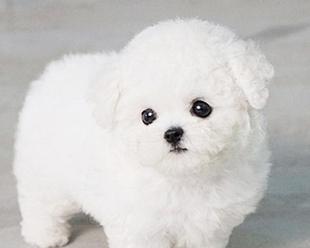 成犬和比熊体重的差异与合理性分析（宠物健康与喂养建议）