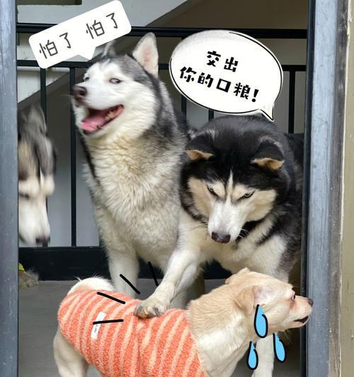 狗狗大便臭,原来是营养不良的信号(以吃渴望的宠物)