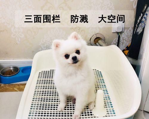 如何让宠物狗在家更好地拉屎(宠物狗拉屎的正确姿势与清理方法)