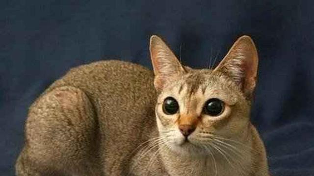为什么大猫会怕小猫(探究猫咪之间的恐惧和攻击行为)