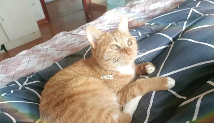 对猫毛过敏怎么处理(宠物猫爱好者必读)