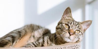 野猫的饮食问题(如何给刚出生的野猫喂食)