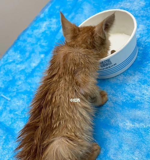 如何照顾刚出生的小猫(以宠物为主)
