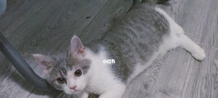 新手养猫必读(从护理到培养感情)
