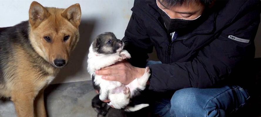 幼犬断奶后的养护方法(以宠物为主)