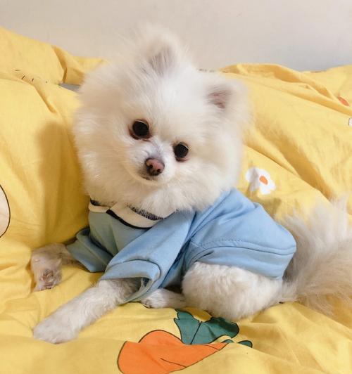 如何选择适合博美的狗粮(为你的爱犬选购营养均衡的狗粮)