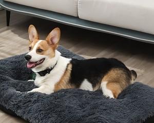 让你的爱犬喜欢上狗窝(教你如何训练爱睡地上的宠物犬)