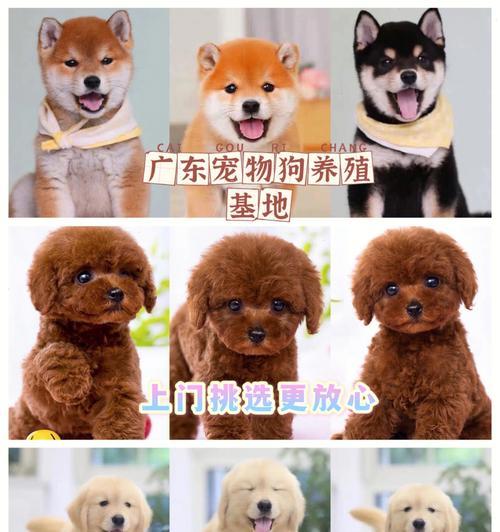 狗厂狗狗寄养费用详解(宠物爱好者必看)