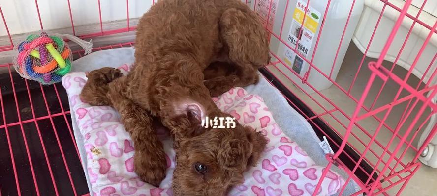 以狗打完血清的反应(宠物接种过程)