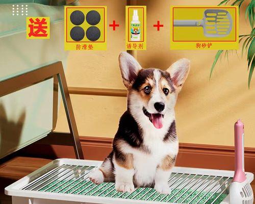 养宠物必看(宠物家庭必备常识)