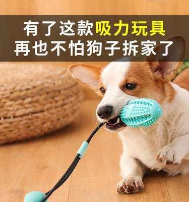 狗狗背部脱皮怎么办（避免狗狗背部脱皮的方法）