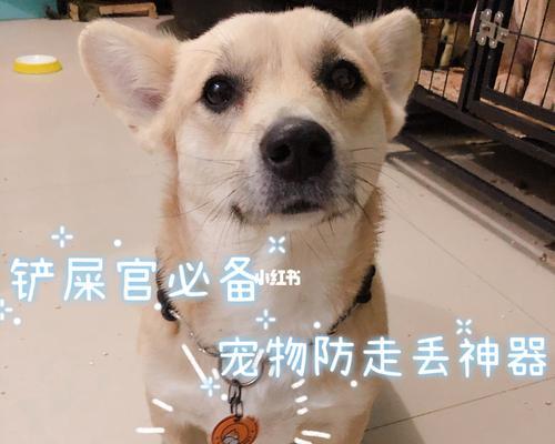 当狗狗被卡住时,应该怎么办(教你如何处理狗狗被卡住的紧急情况)