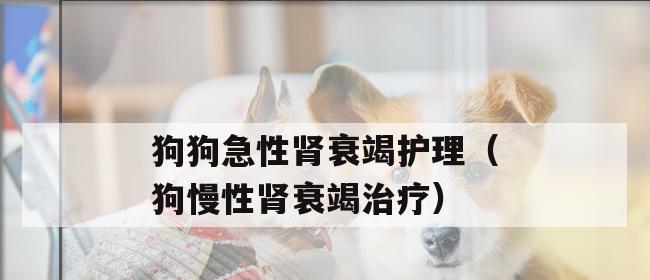 狗狗慢性肾衰吃什么药?如何选择合适的治疗药物?