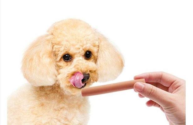 狗狗误食木糖醇后怎么办?中毒症状及急救措施是什么?