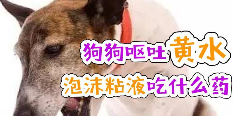 狗狗呕吐黄水精神不好怎么办?可能的原因和解决方法是什么?