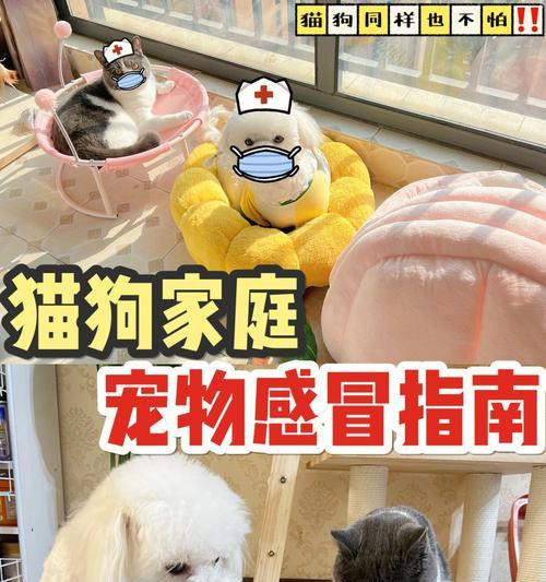 狗狗前三个月的清洁方法是什么?需要注意哪些常见问题?