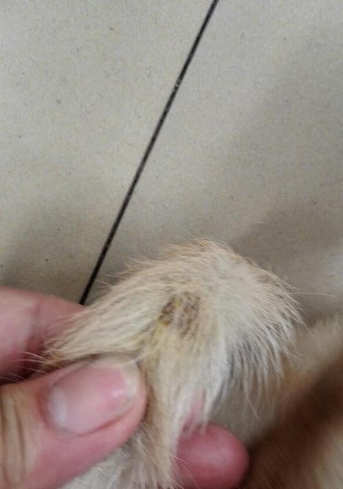 狗狗伤口结痂后需要去痂吗?处理方法是什么?