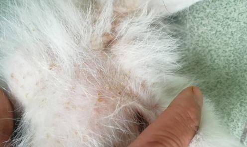 狗狗身上长疙瘩是正常现象吗？如何处理？