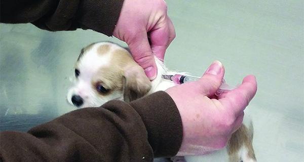 狗狗生完小狗不管小狗怎么办?如何照顾新生幼犬?