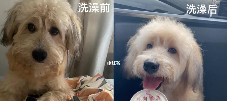 狗狗洗澡的最佳时间是什么时候?如何选择合适的时间段?