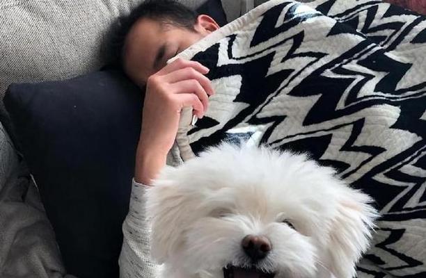为什么狗狗睡觉时喜欢露出肚子?这是否意味着它们感到舒适?