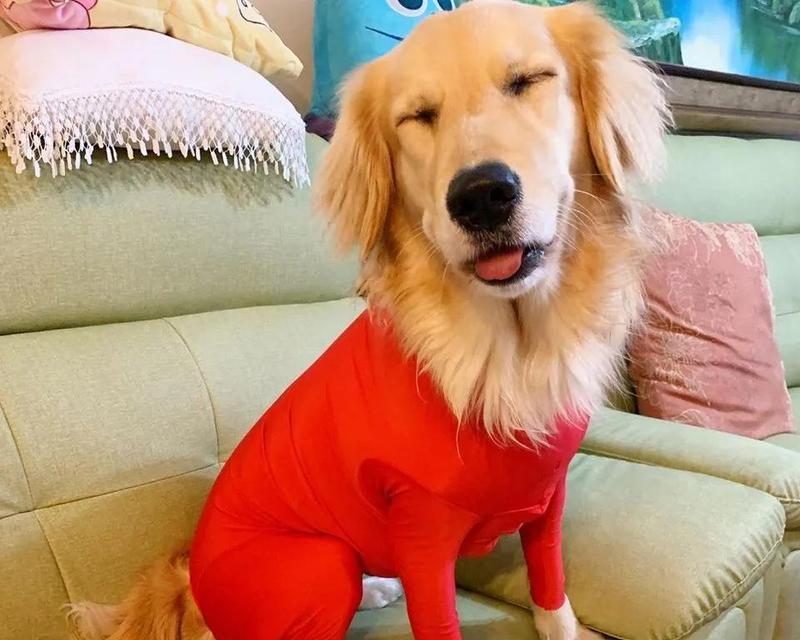 狗狗睡觉时眼睛变红是怎么回事?需要担心吗?