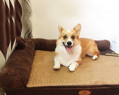狗狗突然刨沙发的原因是什么?如何解决?