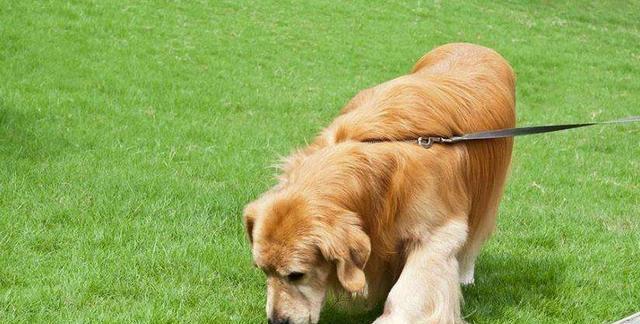 狗狗误食老鼠药有哪些症状?如何及时处理?