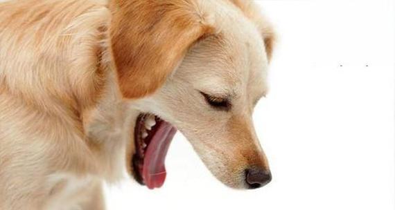 狗狗细小病毒抗体产生时间是多久?如何检测?