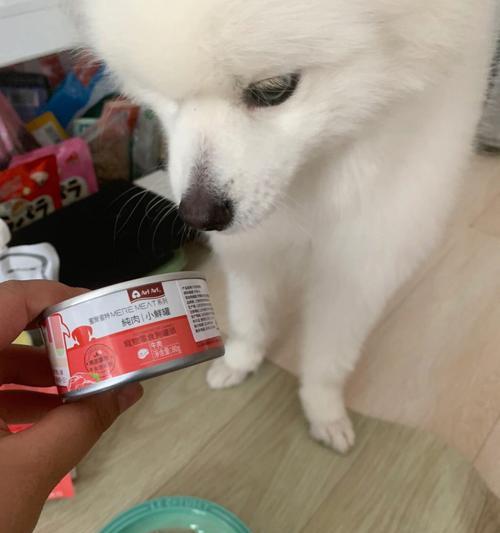 狗狗心情低落不爱吃饭怎么办?如何提升宠物食欲?