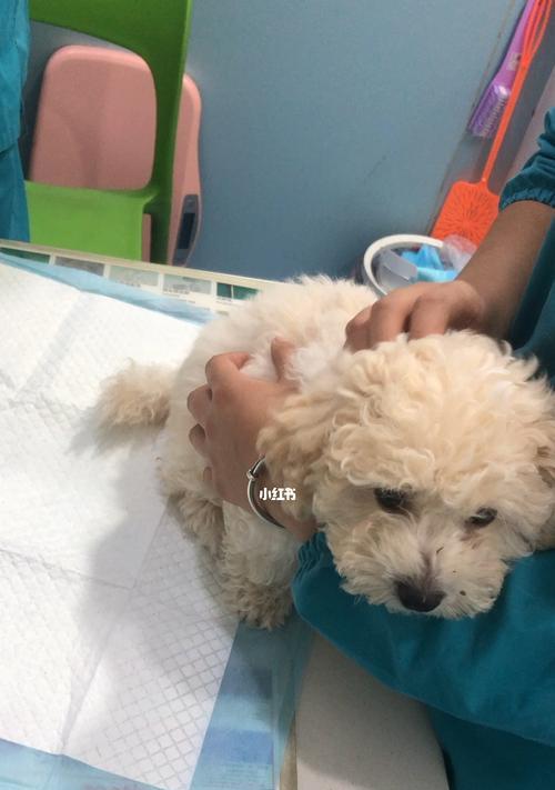 狗狗一个月大可以打疫苗吗?常见问题解答