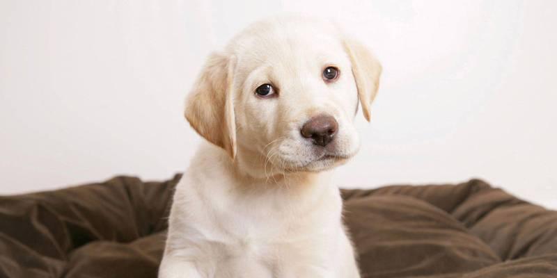 狗狗总是喷鼻子怎么办?如何识别和处理狗狗的鼻部问题?