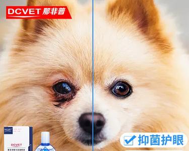 狗狗嘴角真菌感染了应该吃什么药?如何正确治疗?