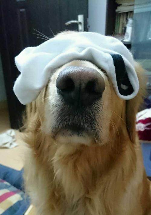 狗浑身发抖是什么问题?可能的原因和解决方法是什么?