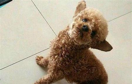 狗假怀孕是什么引起的?如何预防和处理?