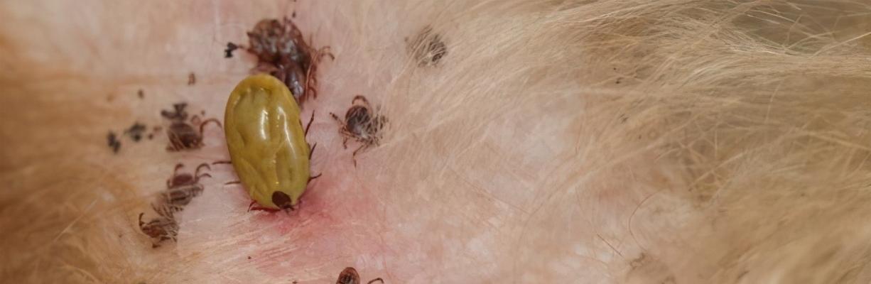 狗身上生虱子怎么处理？有效去除狗虱子的方法有哪些？