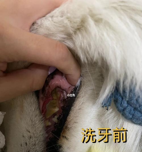 狗死牙齿碰到头怎么办?如何处理宠物的意外伤害?