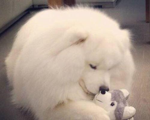 狗抬起后腿是什么原因?行为背后隐藏的含义是什么?