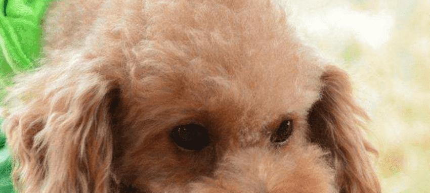 狗细小期间可以吃什么?如何正确喂食患病狗狗?