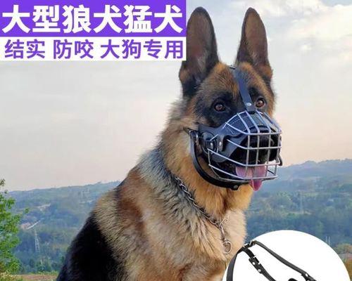 狗下崽后多久可以开始喂食?喂食需要注意什么?