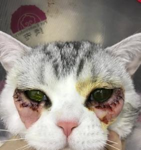 狗眼睛内翻手术需要多少钱？手术后如何护理？
