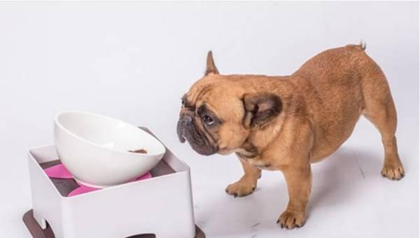 狗狗一天不进食会有什么影响?需要立即就医吗?
